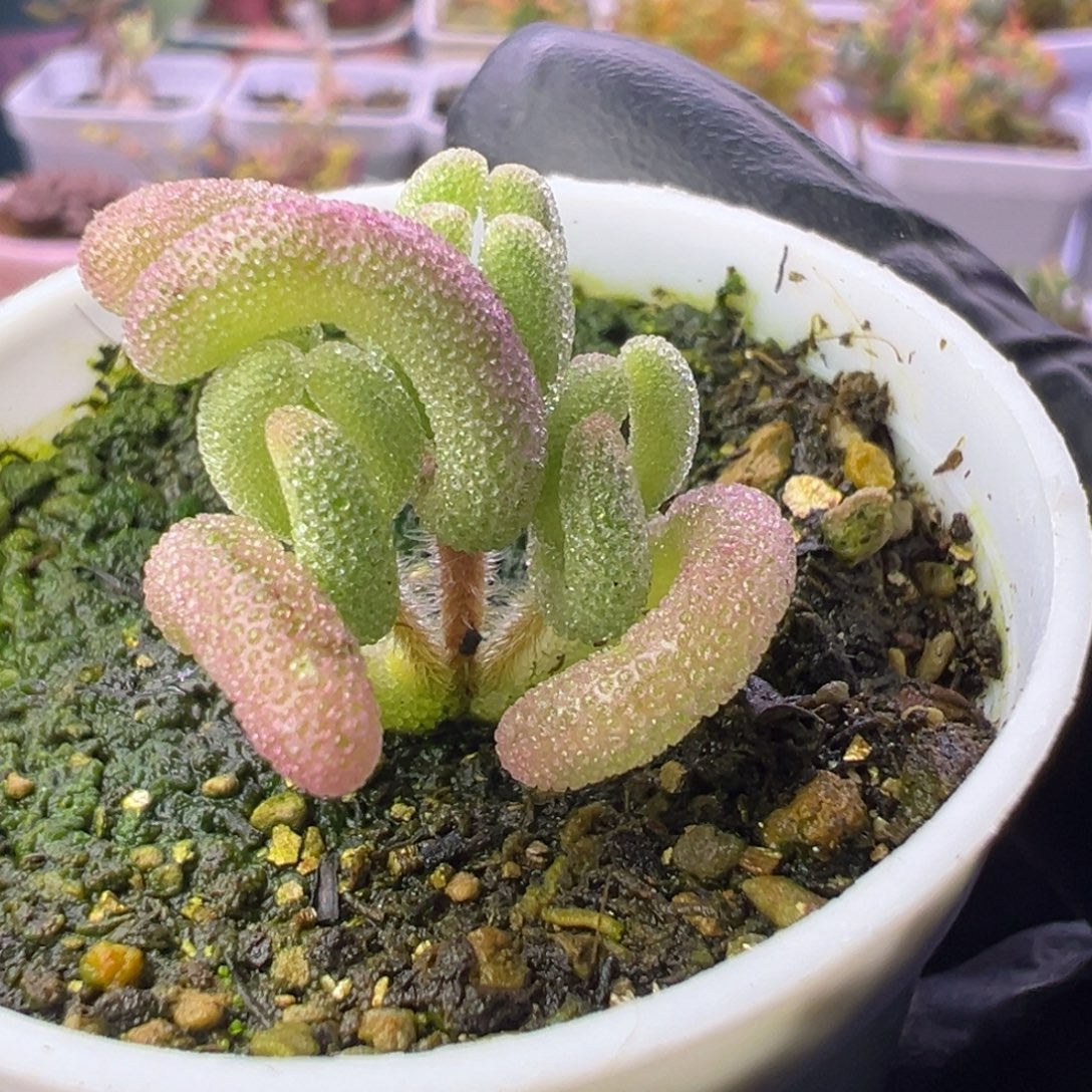 多肉植物枝干紫闪光