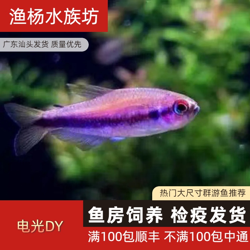 【渔扬水族】电光毒药灯鱼热带小型观赏群游观赏鱼观赏鱼好养灯科鱼