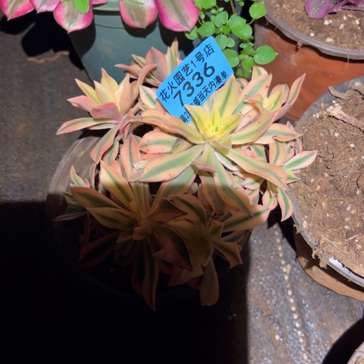 枫叶7336多肉植物