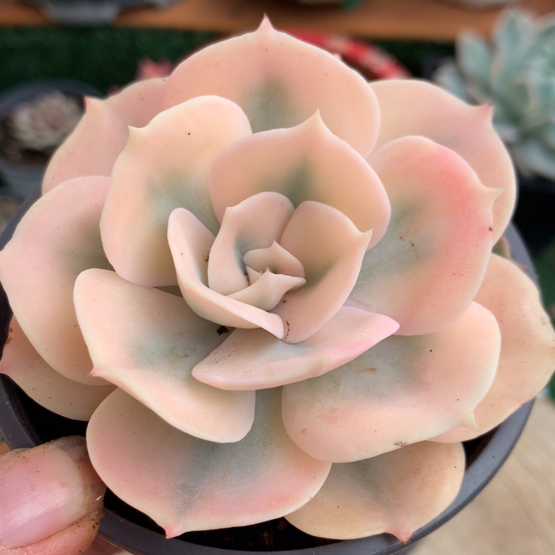 双子座锦锦锦锦锦锦集