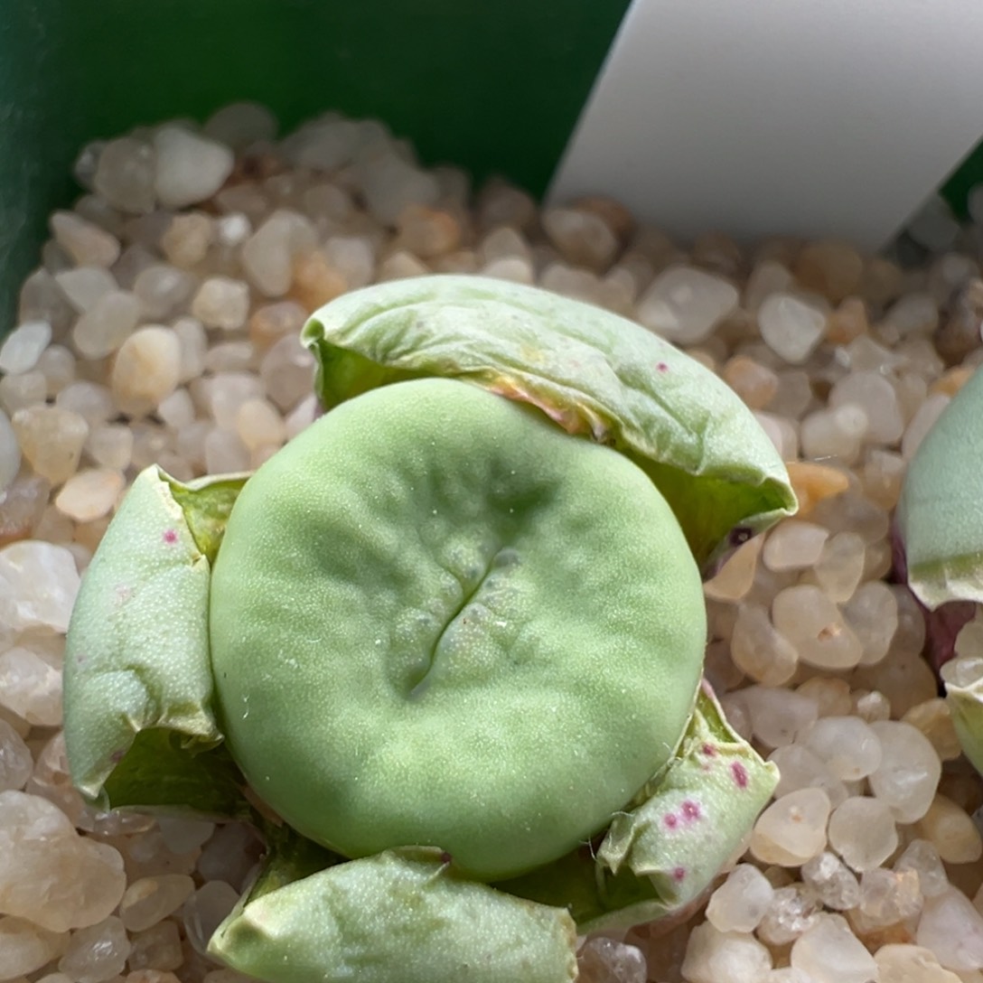 548。优选大嘴2736红嘴