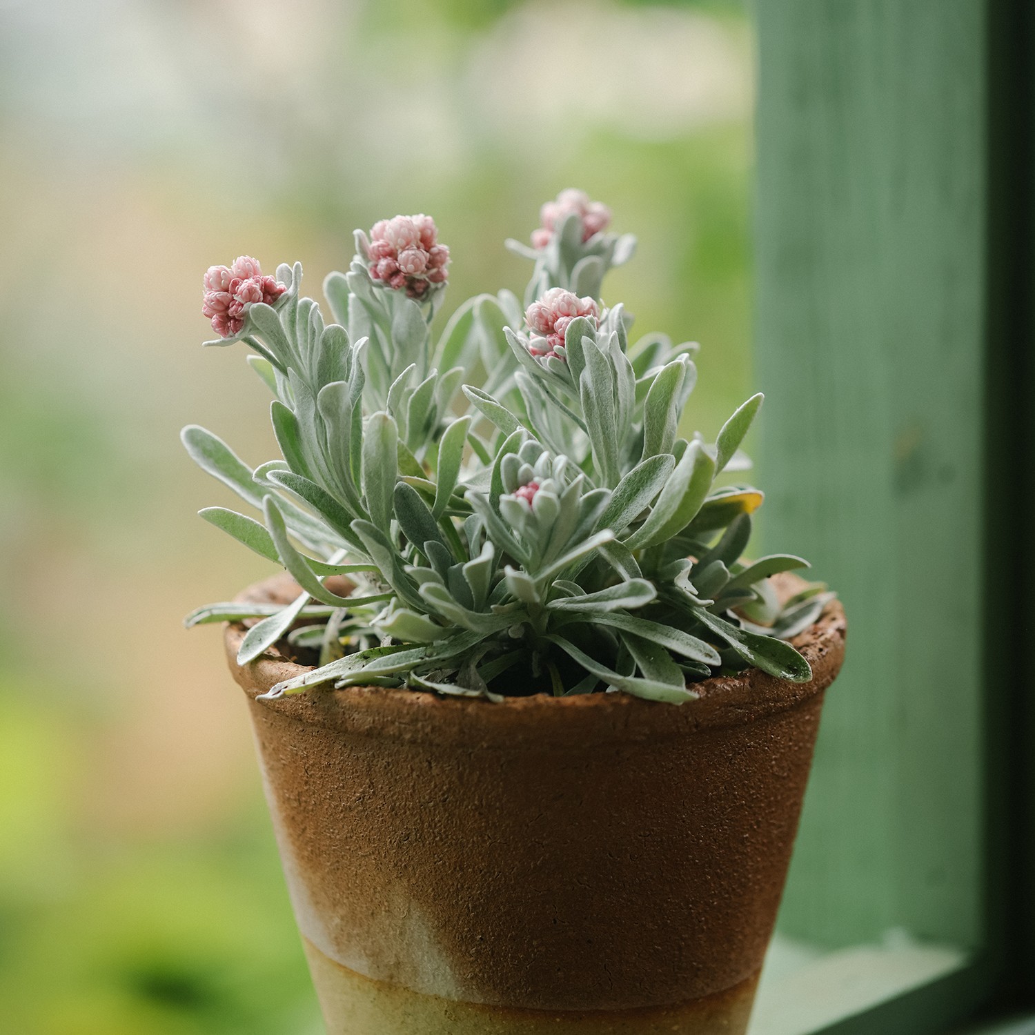 银色系花镜植物 银叶菊银香菊 露天种植