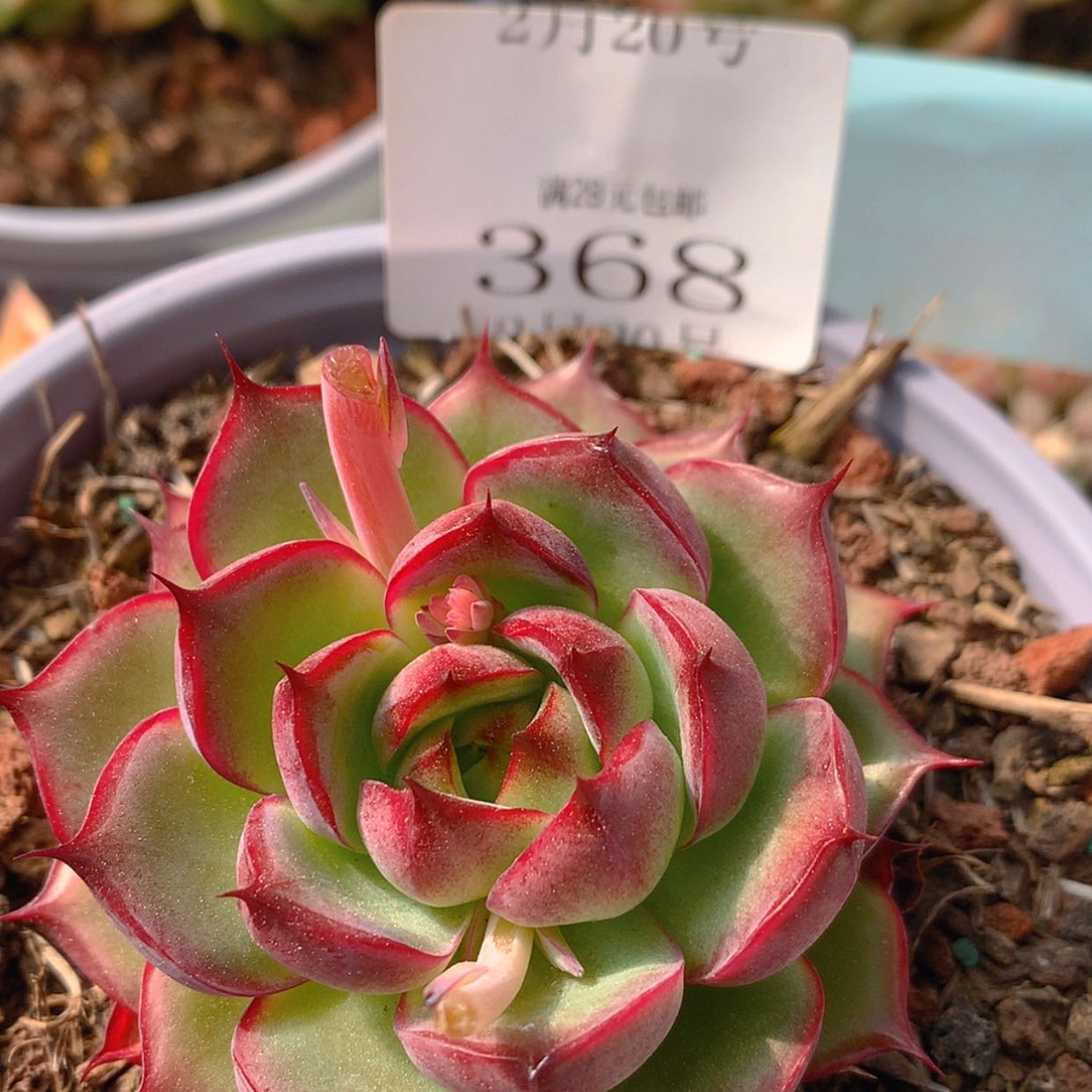 【闪购商品】云368号