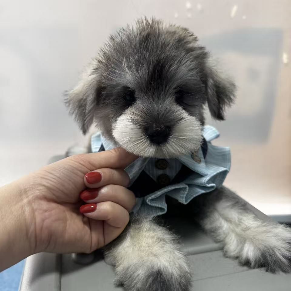 萌系雪纳瑞幼犬琪琪专业链接