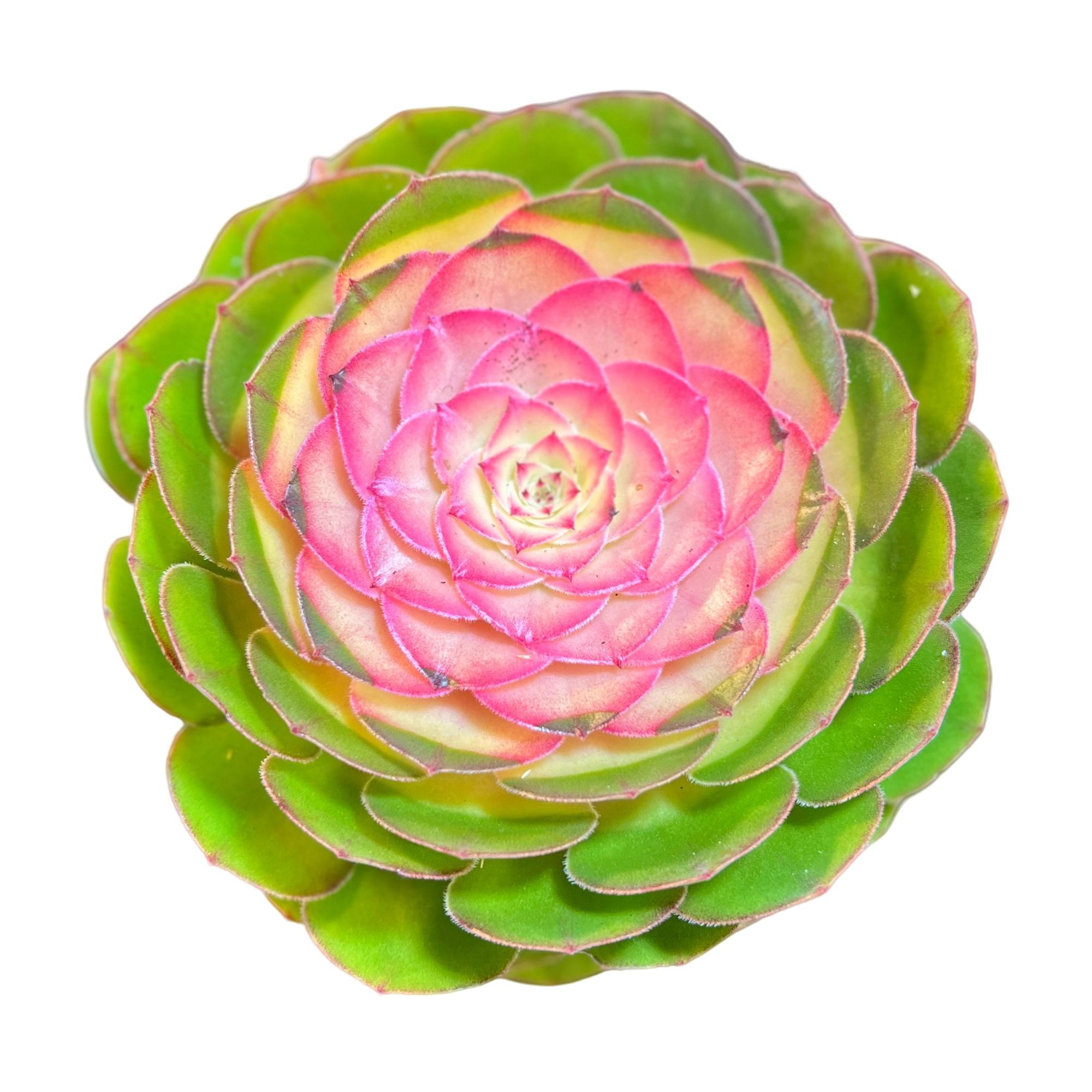 糖心法师 带盆土 净化空气除甲醛美观 室内养多肉盆栽 2单包邮