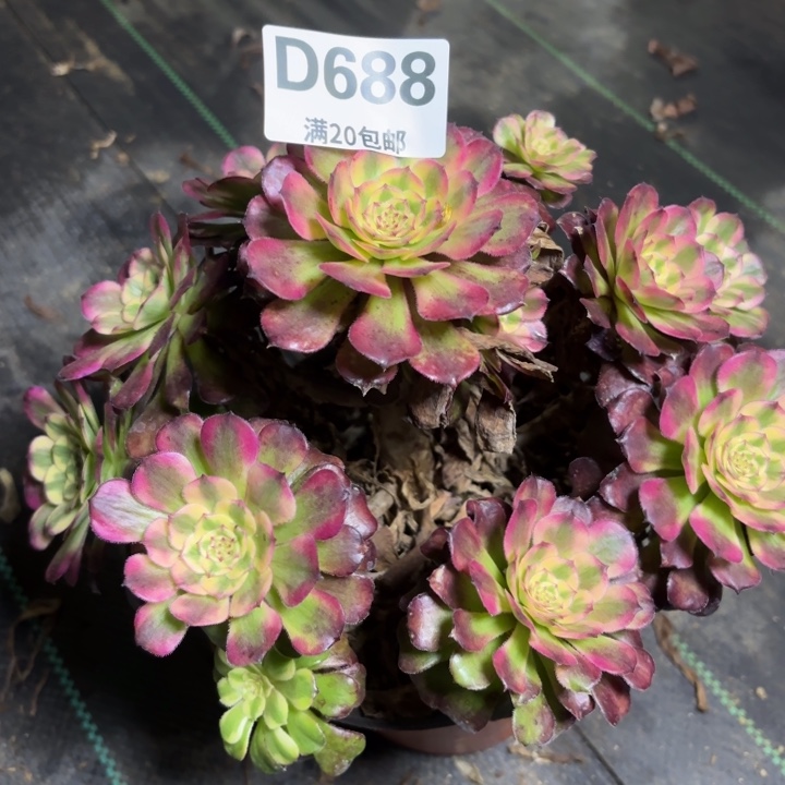 瑞妈一物一拍688