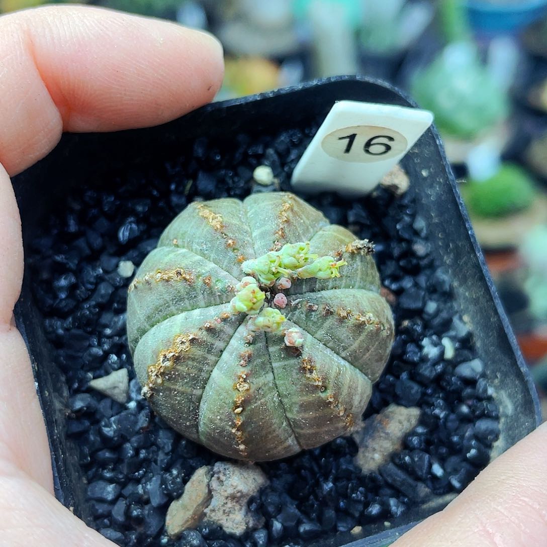 非偏远地区满25包邮仙人球