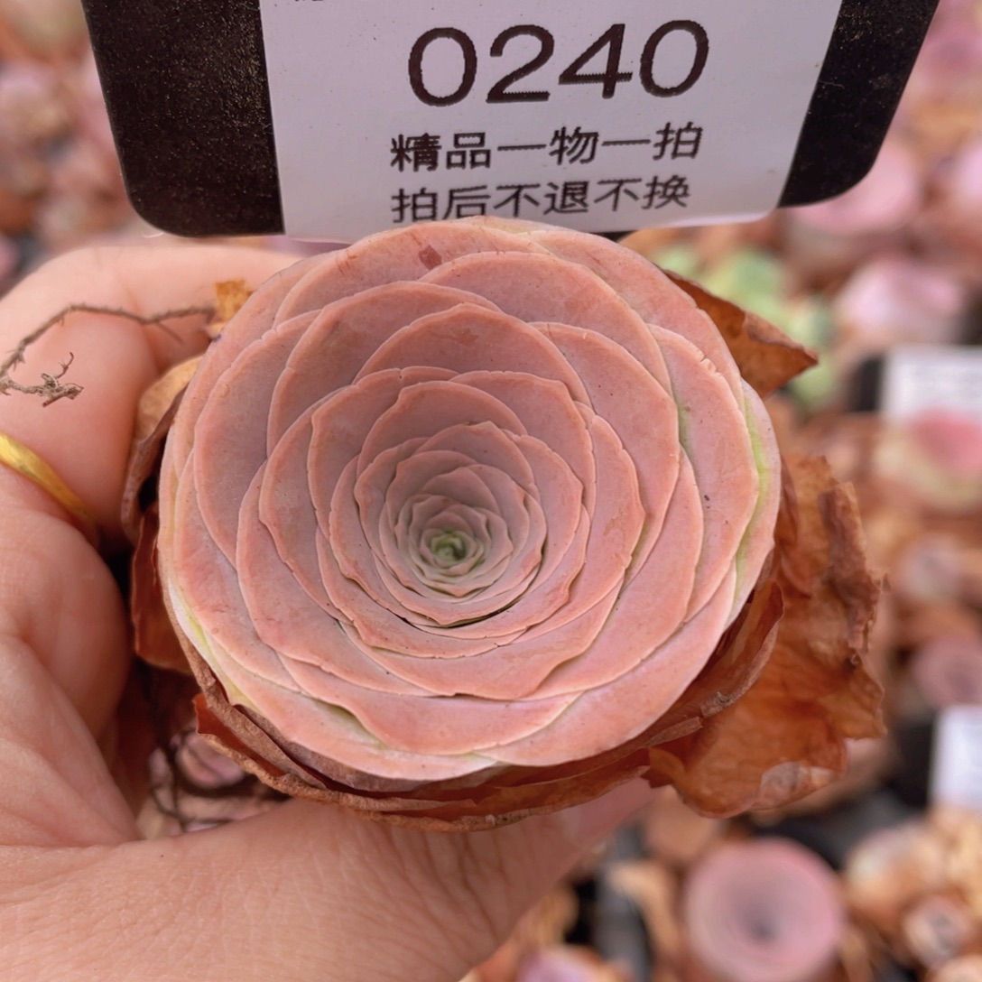 山地玫瑰0240裸根发货断枝不包损不售后