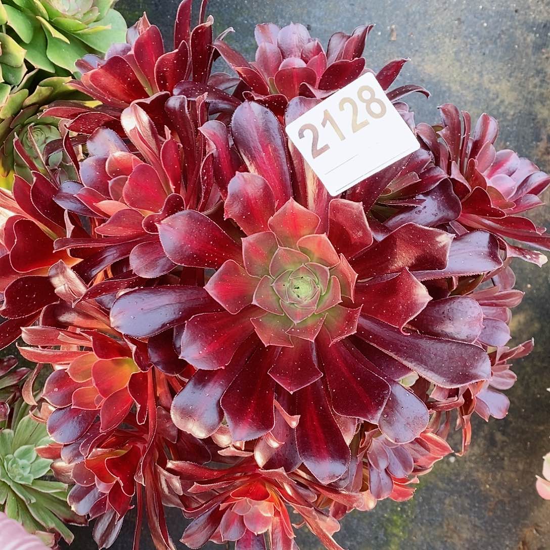 红陶2128欧紫4多肉