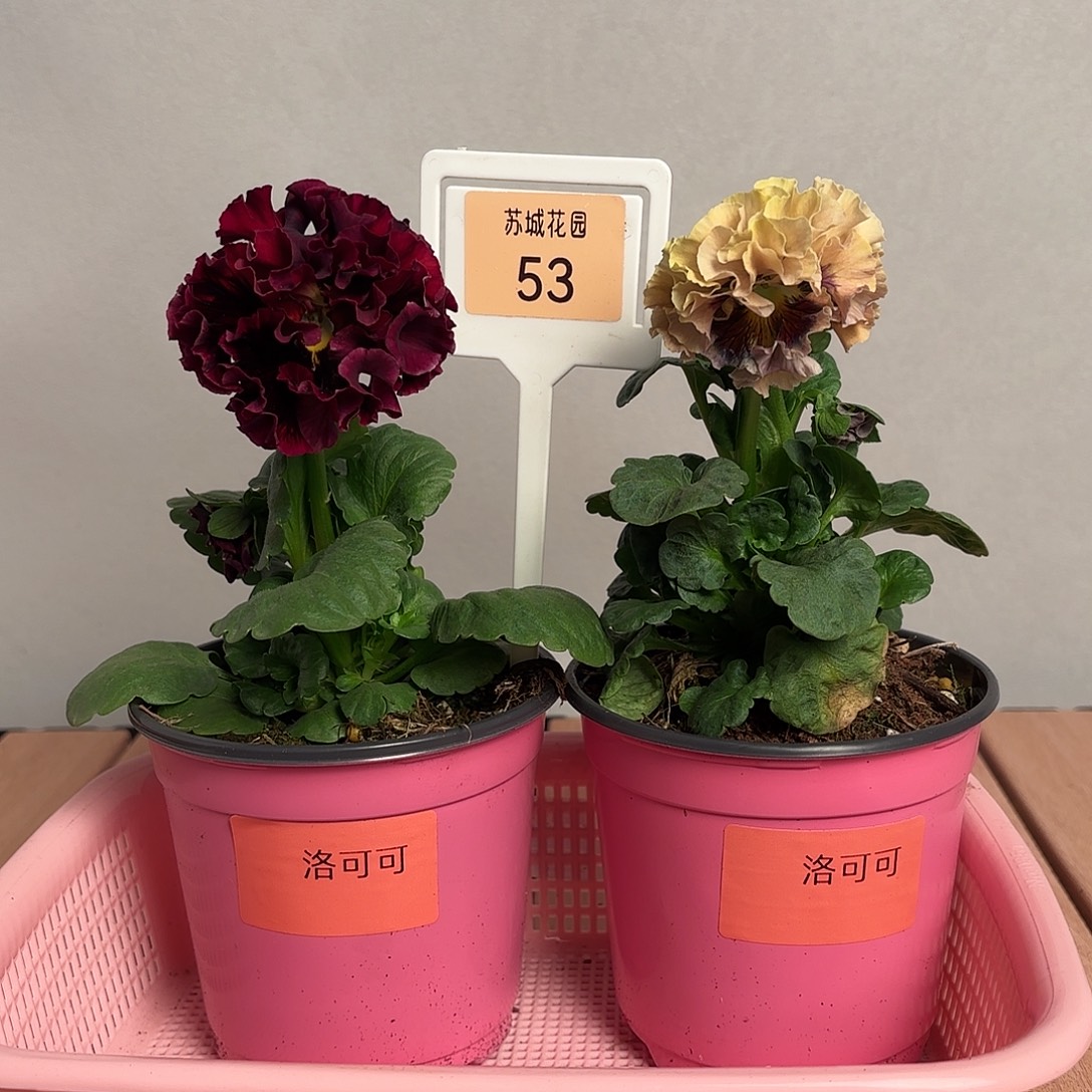 大部分开放少量花苞53