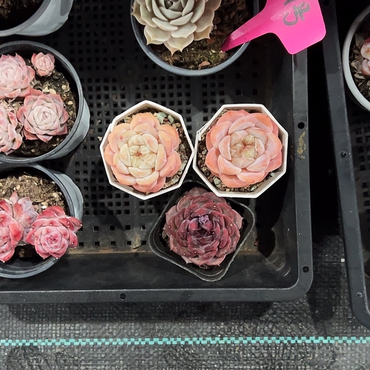 ****肉21号框。    福利多多