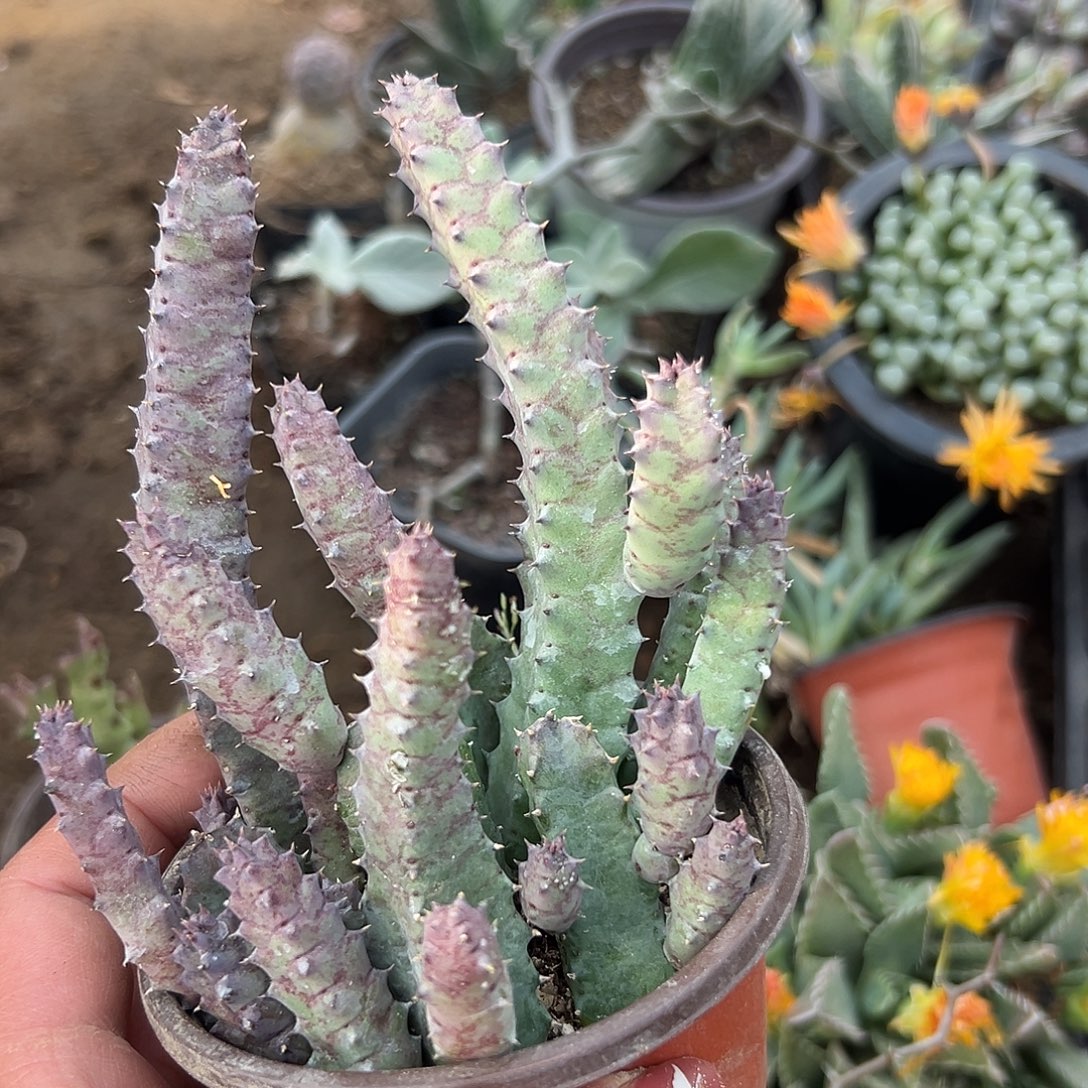 多肉植物甜甜圈开花