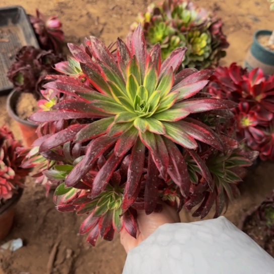 孔雀锦9.9多肉植物