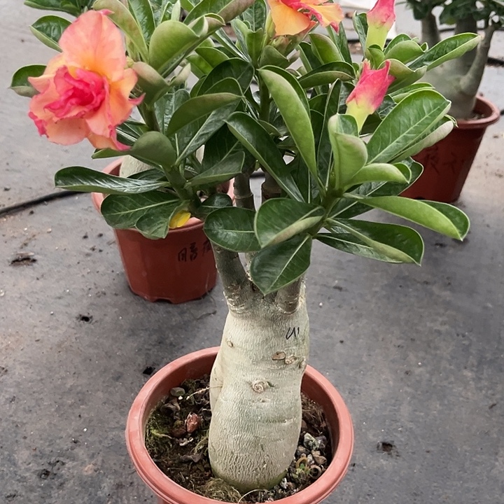 活***单32号带盆带土发货