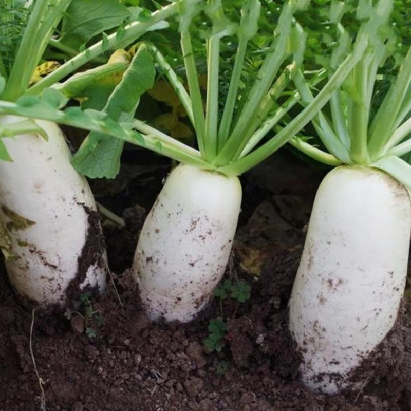 九斤王萝卜种子白萝卜种子耐寒耐热四季阳台庭院家庭种植蔬菜种子