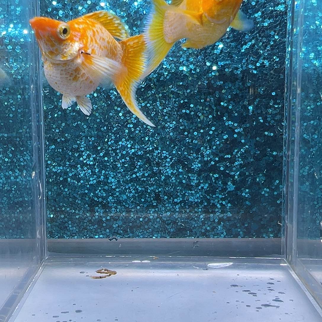 孔雀鱼黄金玛丽一对0029