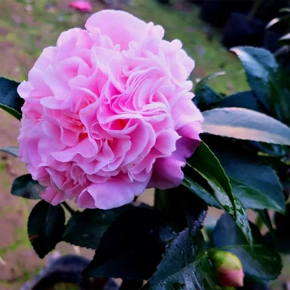 两颗茶花小苗香妃五色赤丹十八学士克瑞墨乔伊红赤丹茶花苗