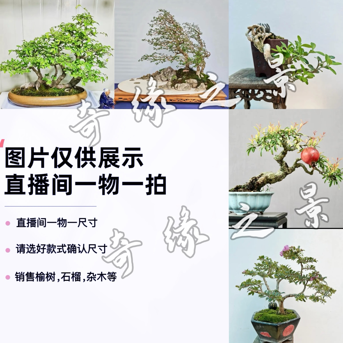 直播间一物一拍榆树白蜡黄杨各类杂木盆景掌中宝阳台摆放