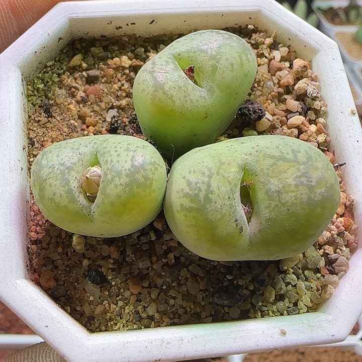 开播福利来啦。 512