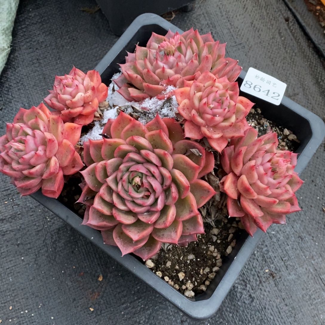 富**宝8642杂交精品多肉老桩