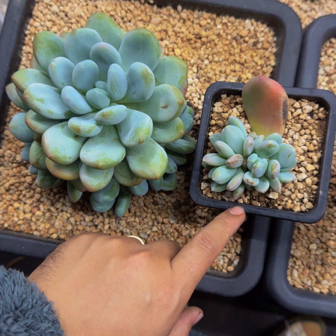 X系列美人新品 叶插 一物一拍