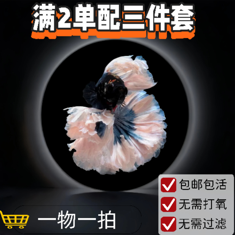 M14精品泰国小型热带淡水观赏斗鱼 好养耐活包邮包活不包损