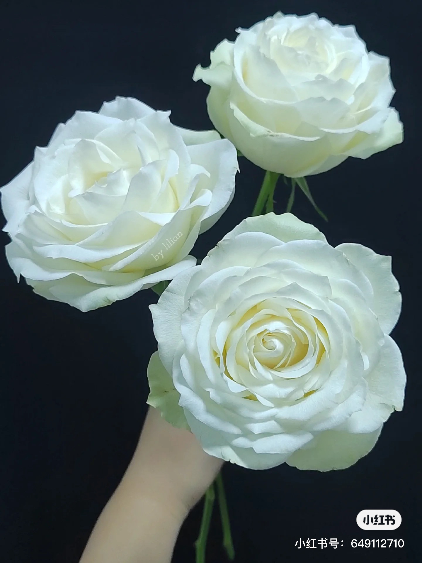 【帝王】绿袖子 任三单顺丰空运包邮鲜切花10支装%20不售后