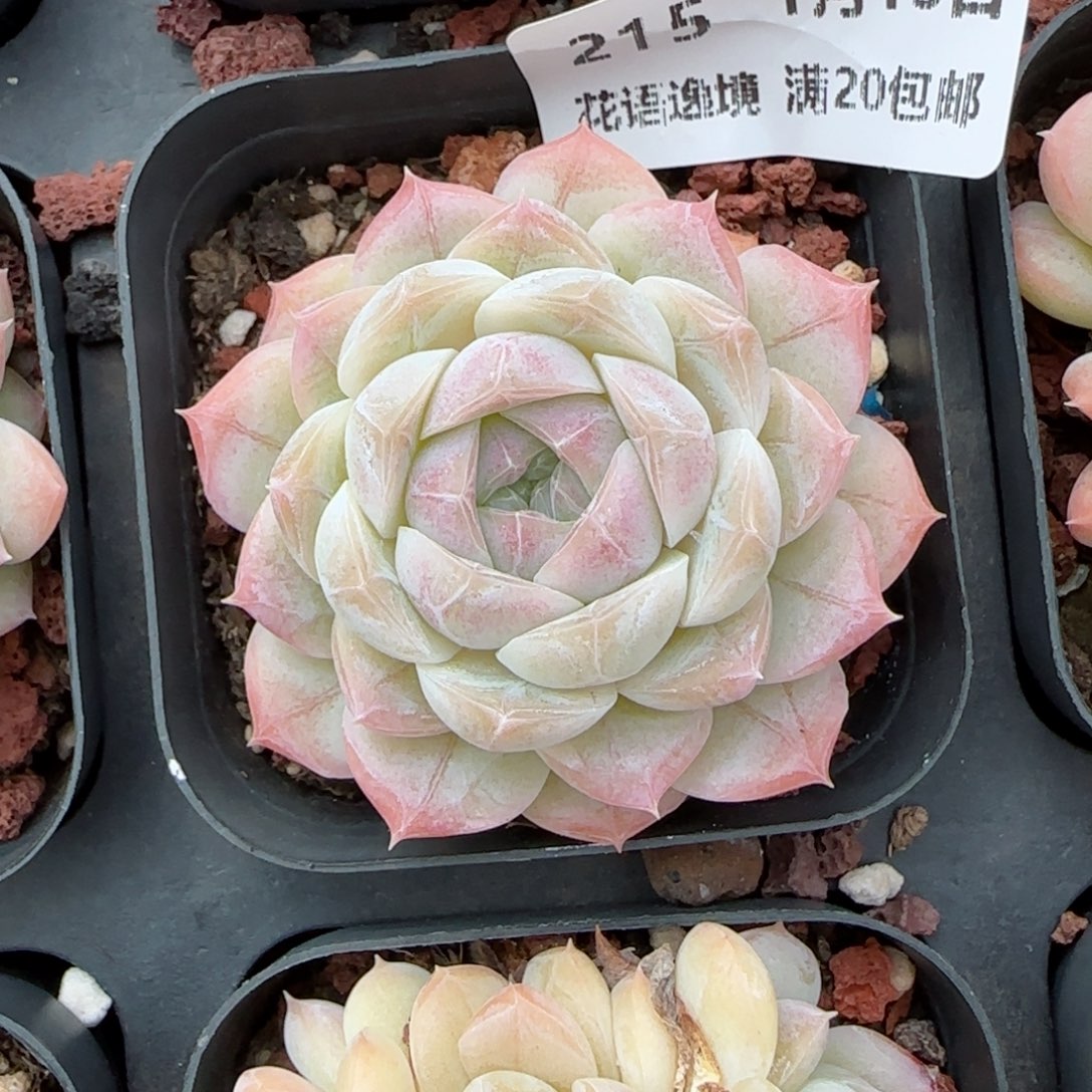 花语逸镜0113-215