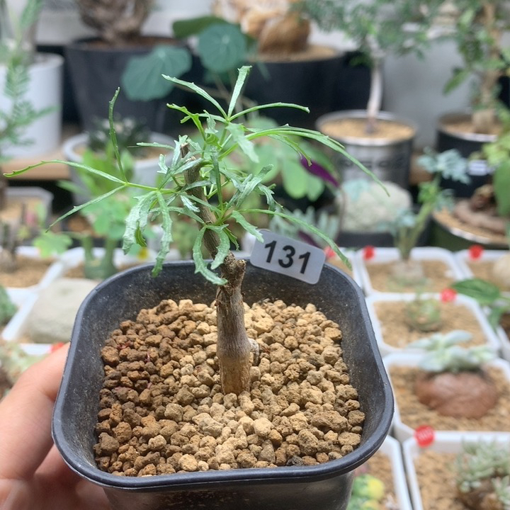 飞羽橄榄实生带盆131