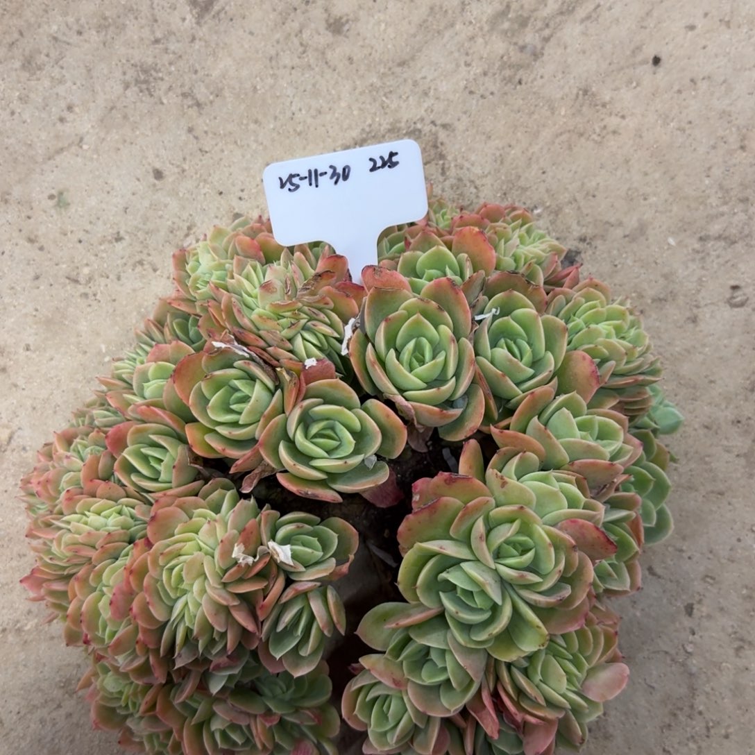 郭***姐一物一拍11-30星腊塔超级大群225