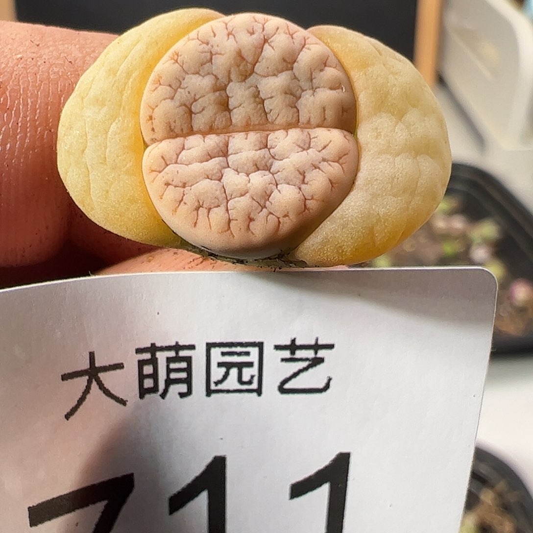 0000711 一物一拍……