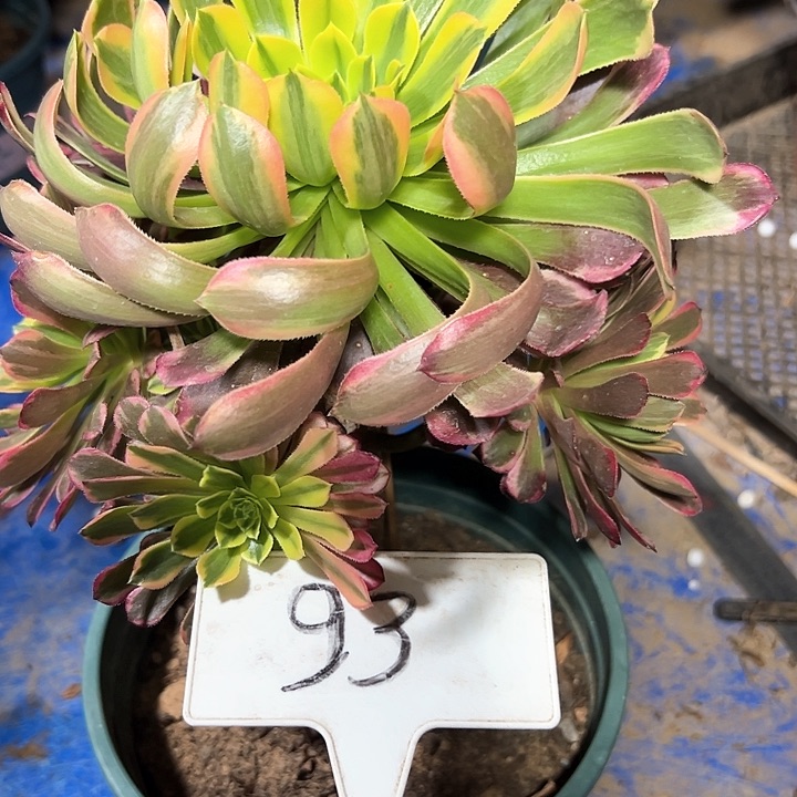 多肉植物朝霞法师