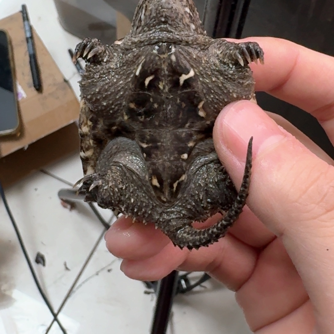 宠物龟不分公母111