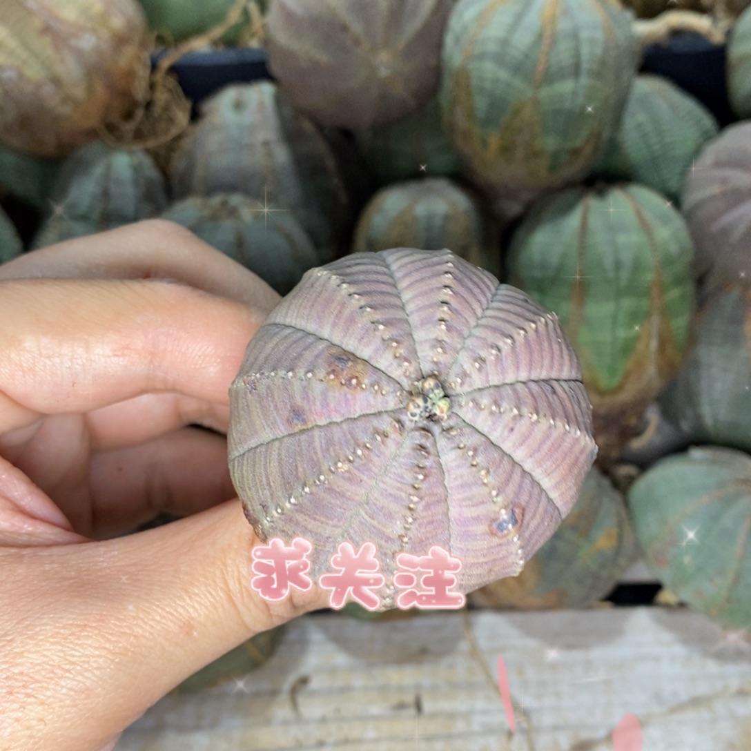 5 欧系实生布纹球多肉植物