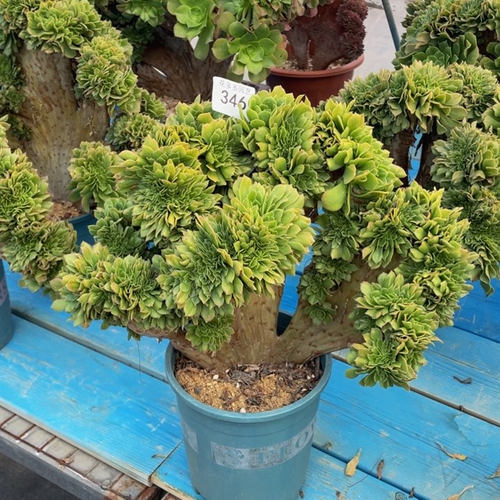 346号绿阳法师缀花