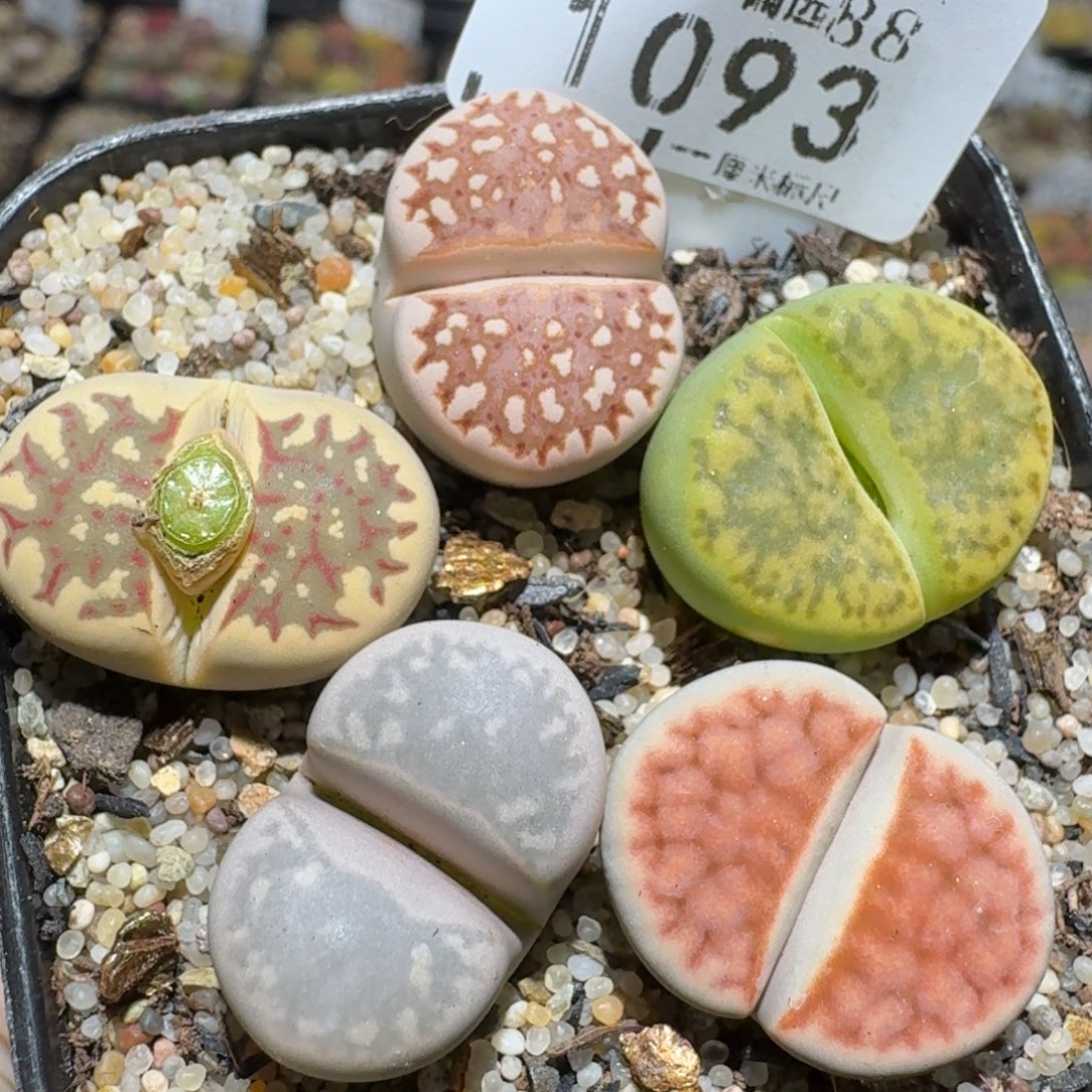 Zzz生石花肉锥1093