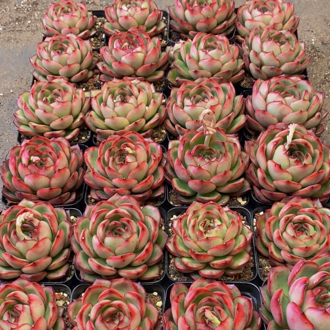 536多肉植物保护研究所所长