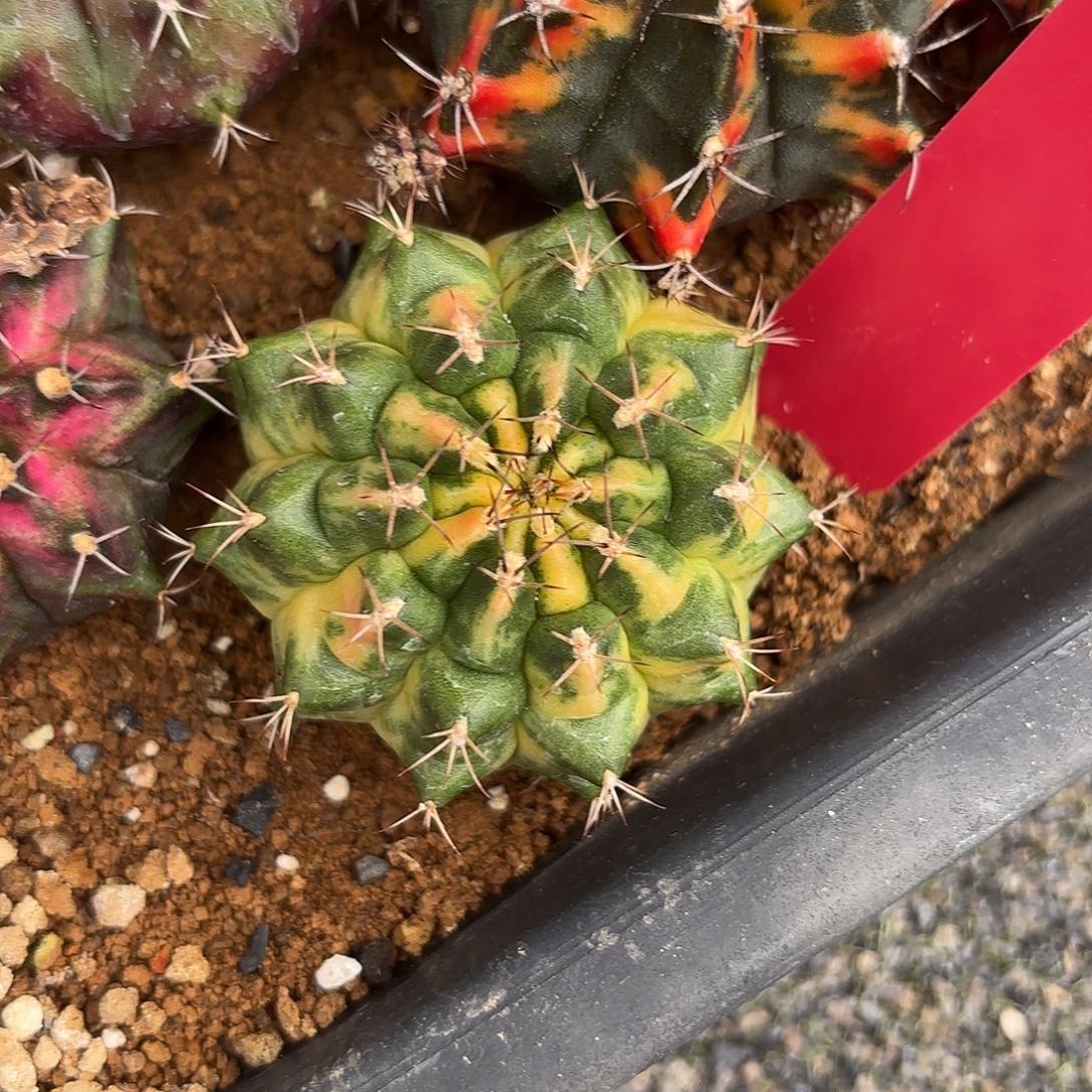 L810-1023泰国发货