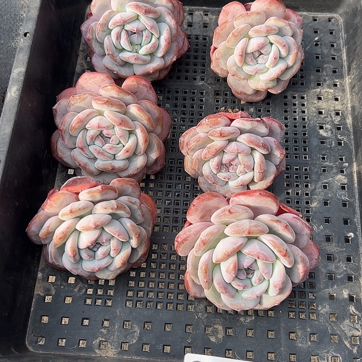 3092，六个单头星影粗腿