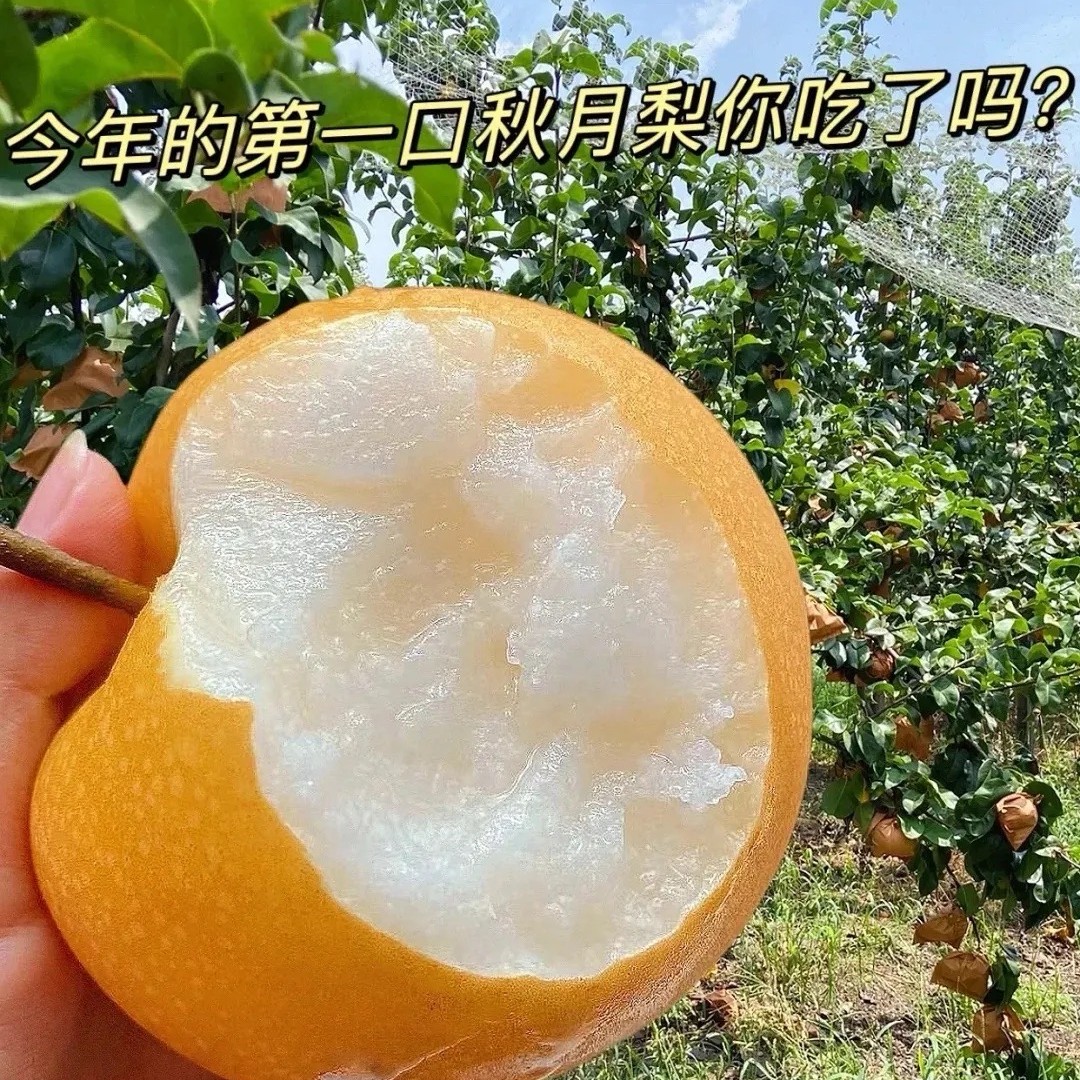 无品牌【正宗保真】正宗山东秋月梨当季新鲜水果脆甜多汁皮薄细腻