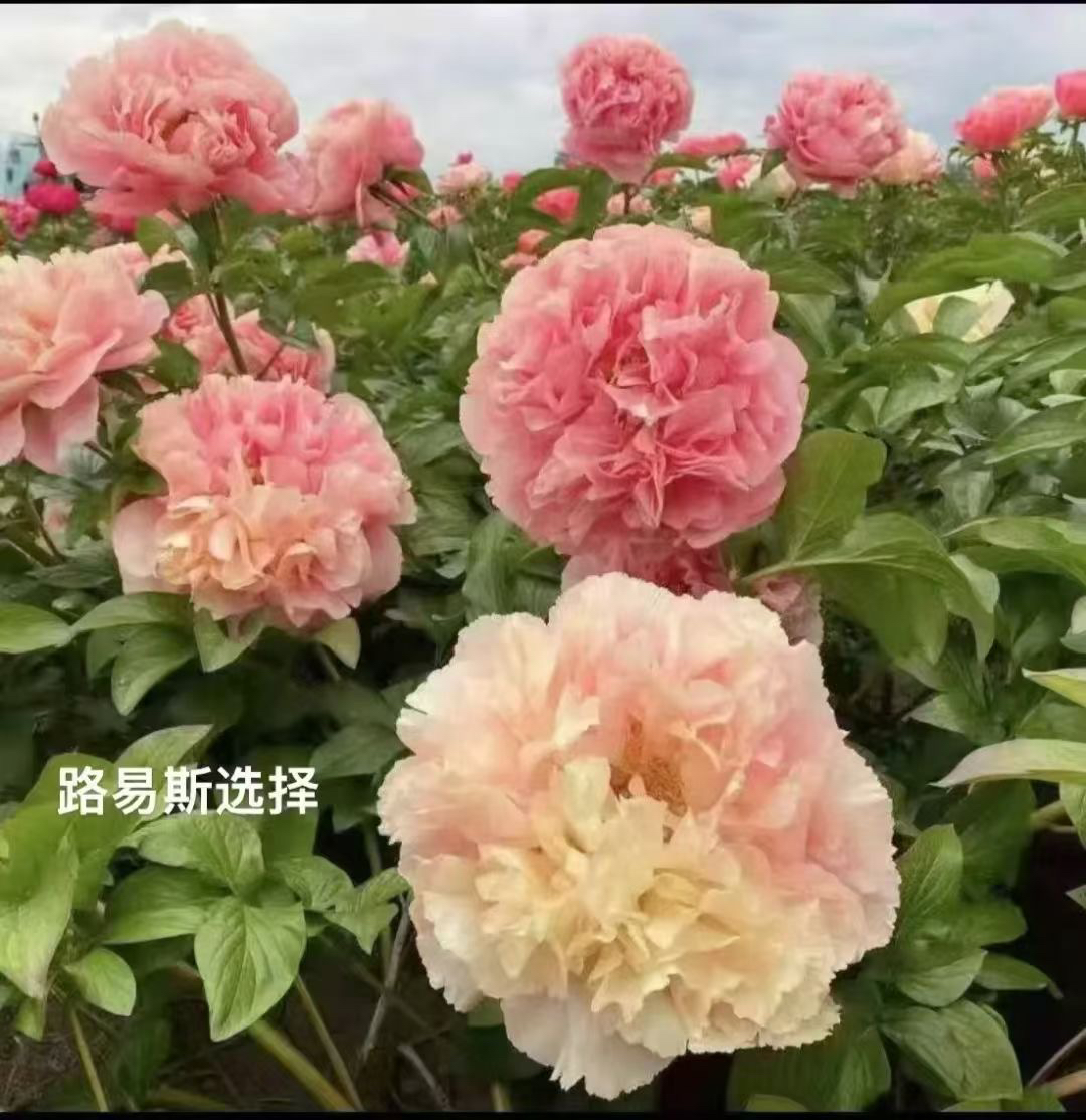 荷兰进口芍药路易丝的选择