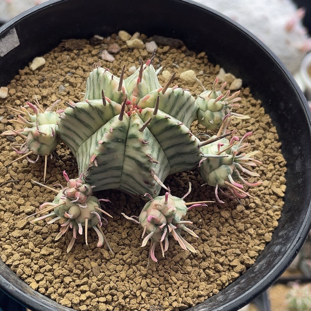 锈斑斑马锦大戟仙人球