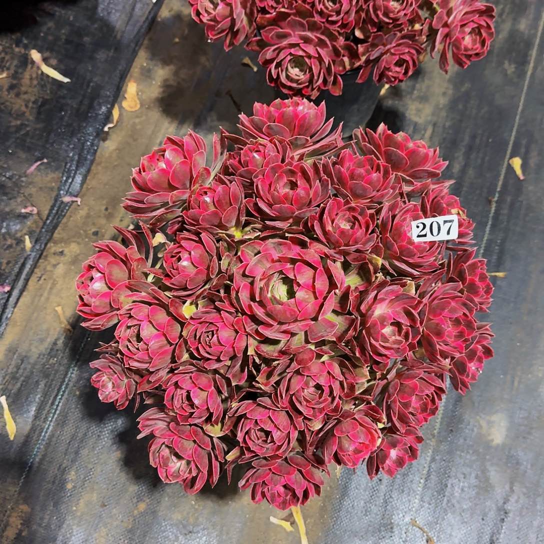 207焕纱多肉植物