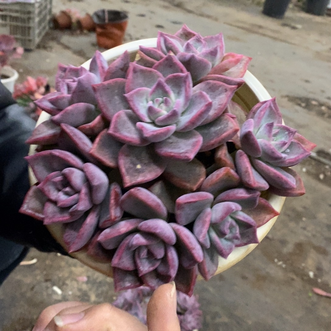 冰月六头起发整桩带盆土