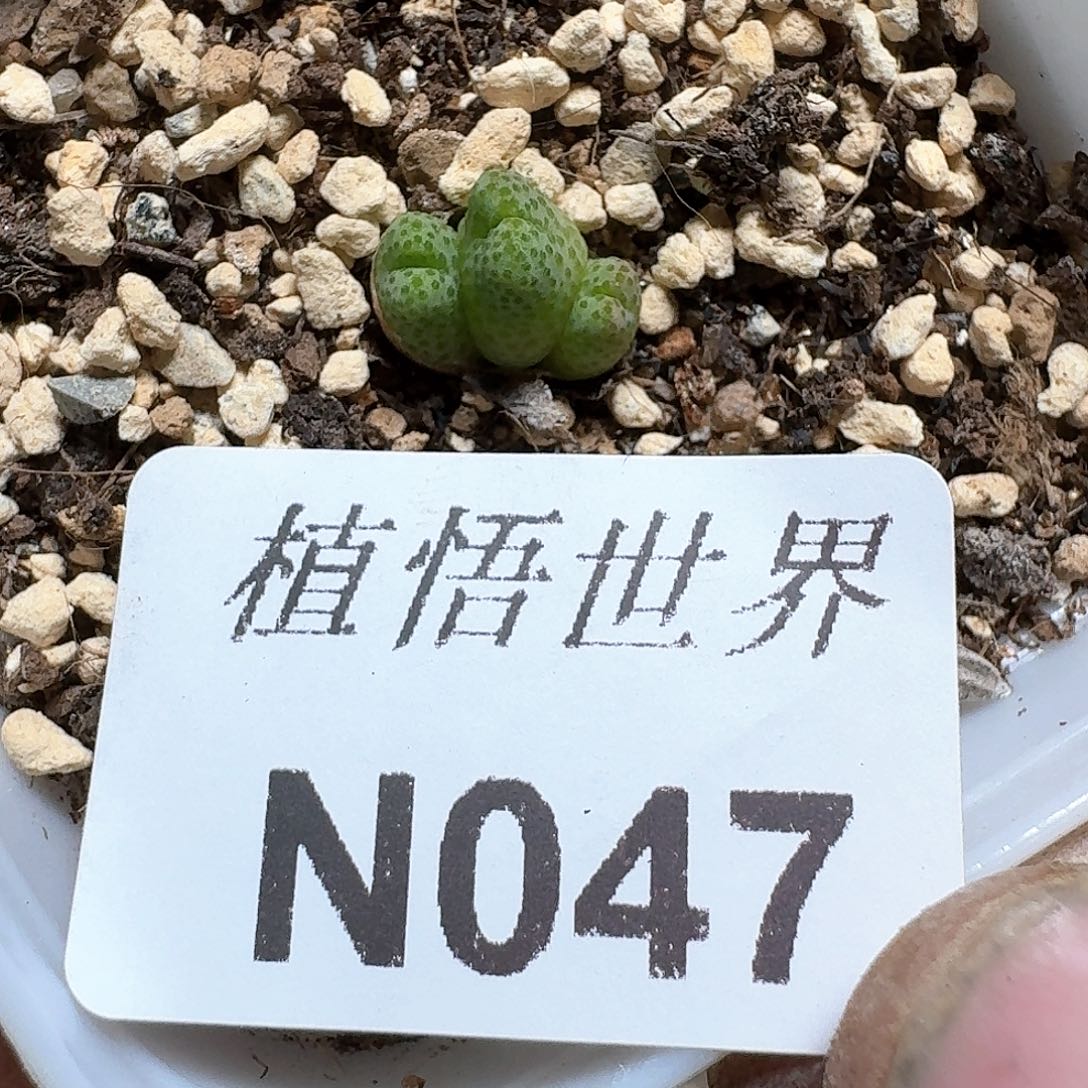 047号多肉植物哇d fb b
