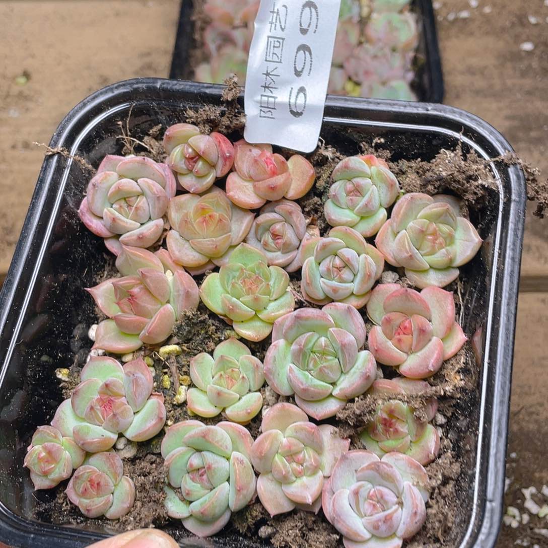 多肉植物多肉植物699