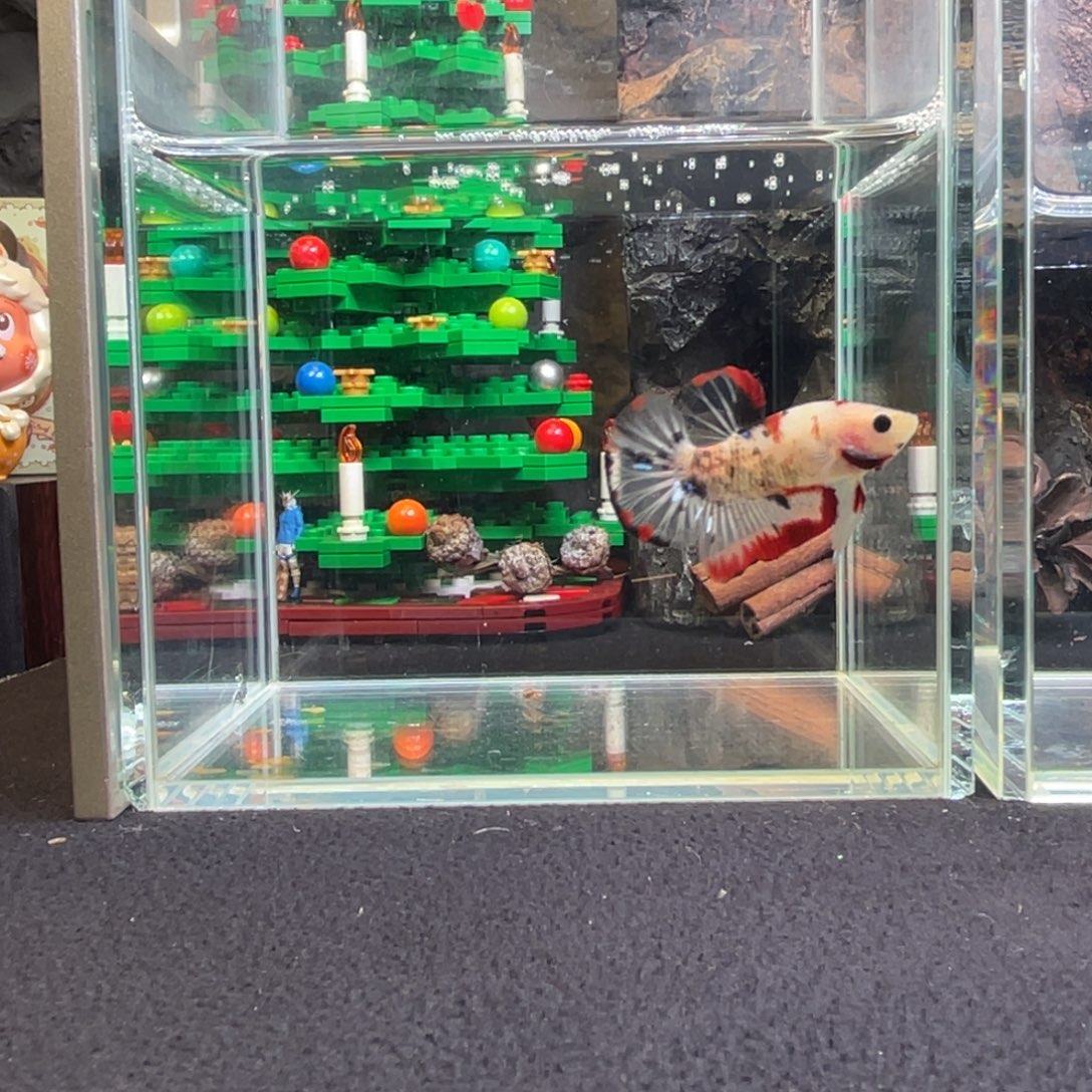 斗鱼十二月二十八日竞价