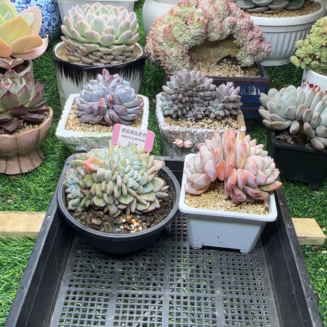 锦安精品多植物208