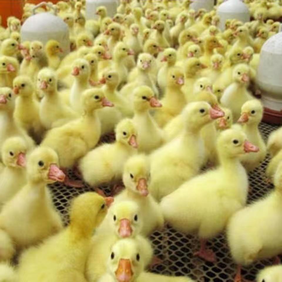 四季产蛋王 顺丰包邮到家