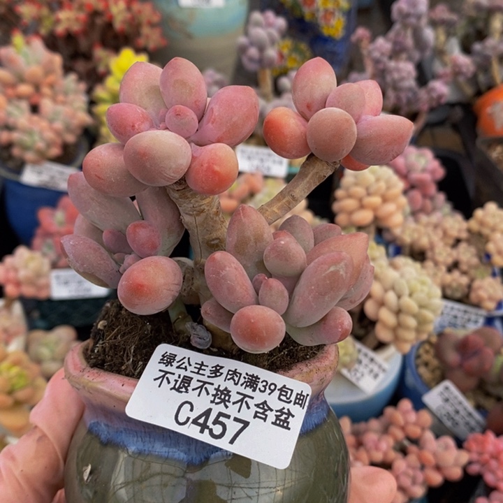 萌*哒汤圆老桩8cm457多肉植物